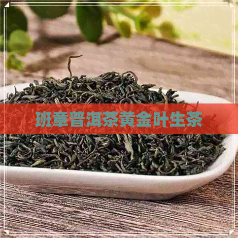 班章普洱茶黄金叶生茶