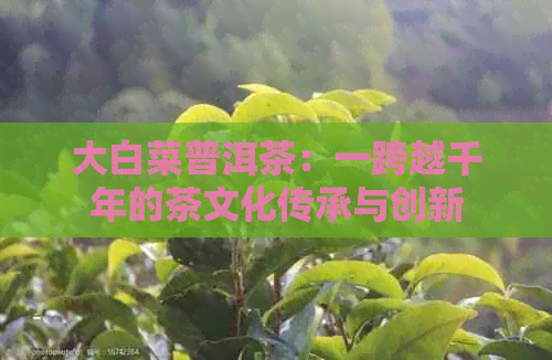 大白菜普洱茶：一跨越千年的茶文化传承与创新