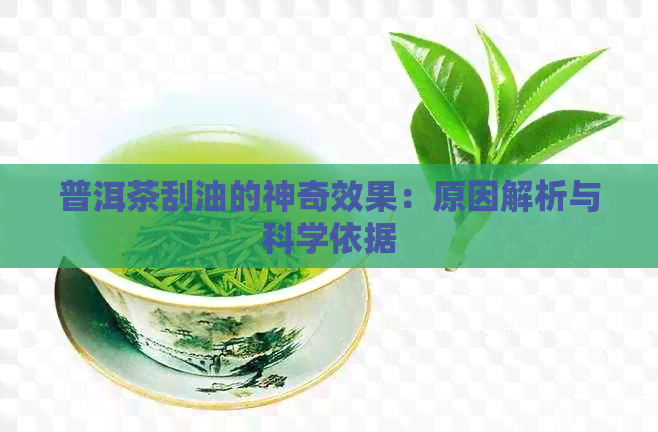 普洱茶刮油的神奇效果：原因解析与科学依据