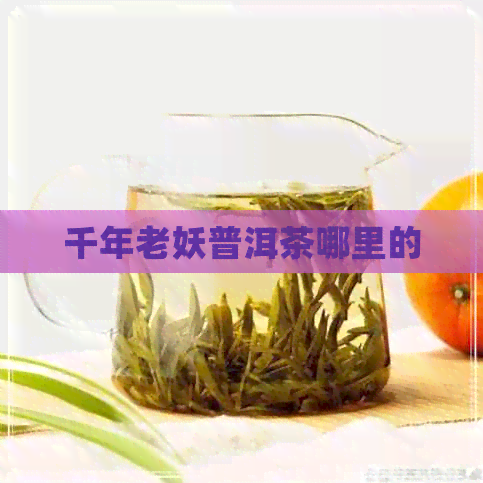 千年老妖普洱茶哪里的