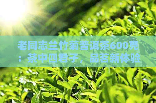 老同志兰竹菊普洱茶600克：茶中四君子，品茗新体验