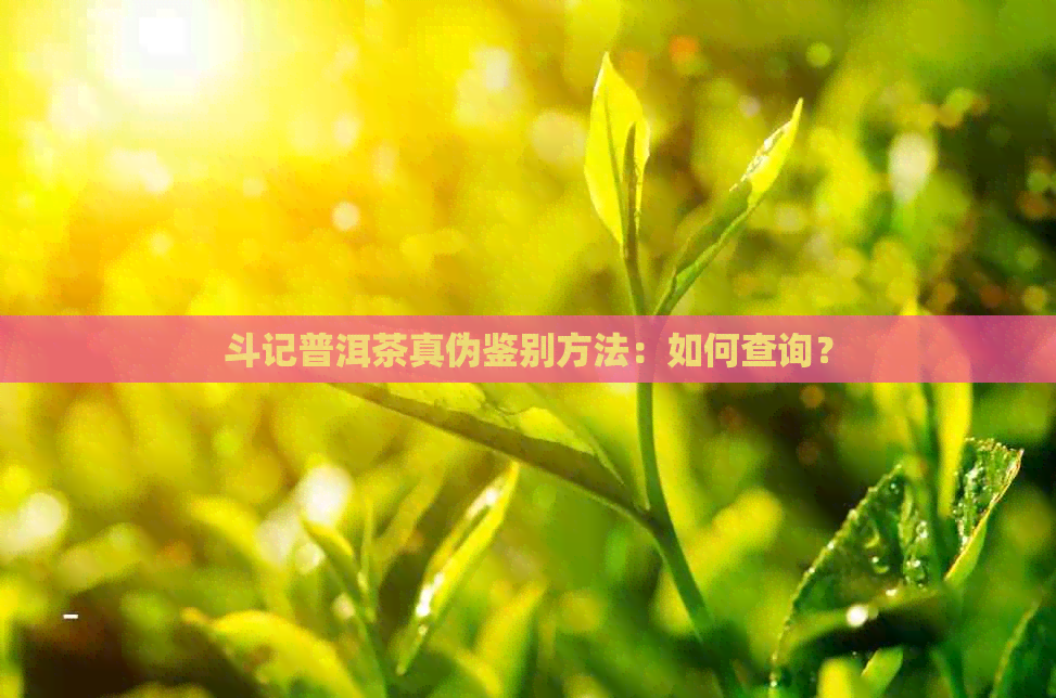 斗记普洱茶真伪鉴别方法：如何查询？