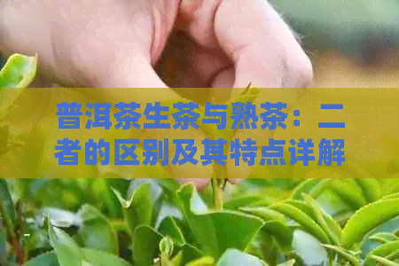 普洱茶生茶与熟茶：二者的区别及其特点详解