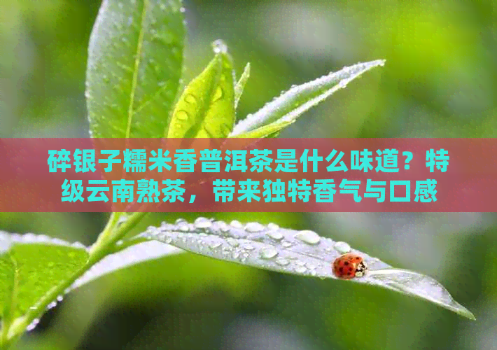 碎银子糯米香普洱茶是什么味道？特级云南熟茶，带来独特香气与口感