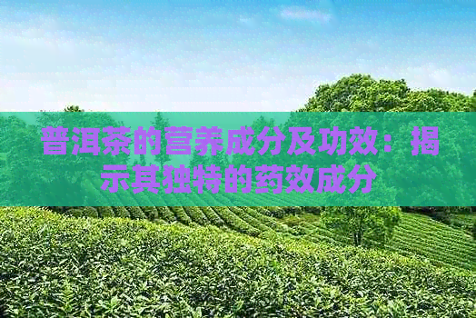 普洱茶的营养成分及功效：揭示其独特的药效成分