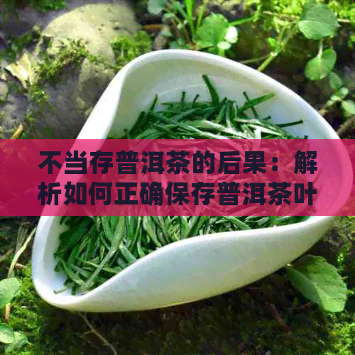 不当存普洱茶的后果：解析如何正确保存普洱茶叶以保持其品质