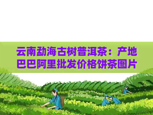 云南勐海古树普洱茶：产地巴巴阿里批发价格饼茶图片详解