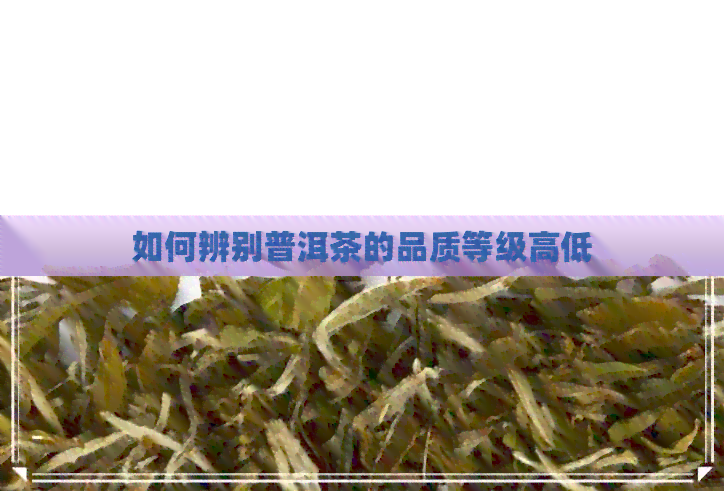 如何辨别普洱茶的品质等级高低