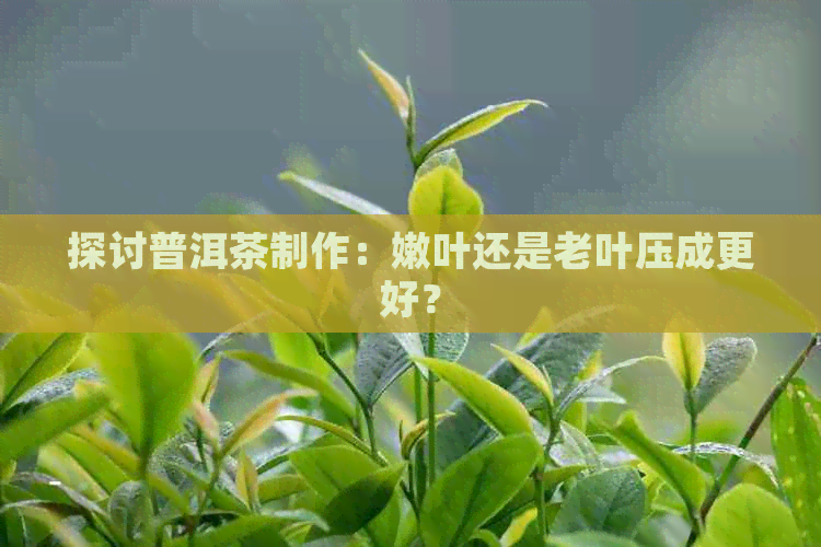 探讨普洱茶制作：嫩叶还是老叶压成更好？