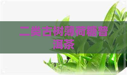 二类古树薄荷糖普洱茶