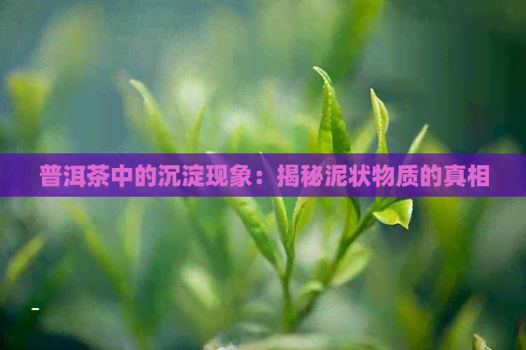 普洱茶中的沉淀现象：揭秘泥状物质的真相