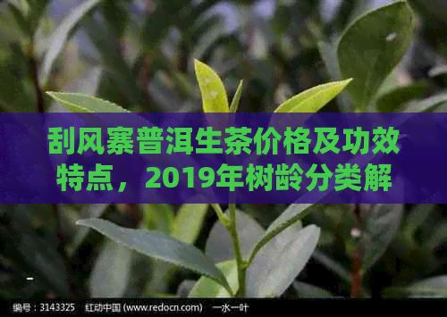 刮风寨普洱生茶价格及功效特点，2019年树龄分类解析