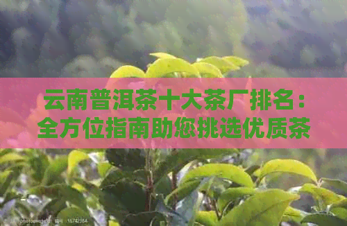 云南普洱茶十大茶厂排名：全方位指南助您挑选优质茶叶