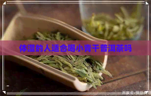 体湿的人适合喝小青干普洱茶吗