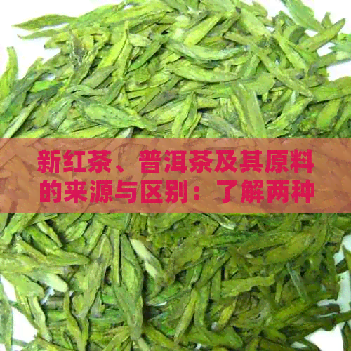 新红茶、普洱茶及其原料的来源与区别：了解两种茶叶的制作方法和原材料差异