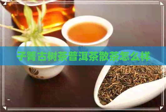 子箐古树茶普洱茶散茶怎么样