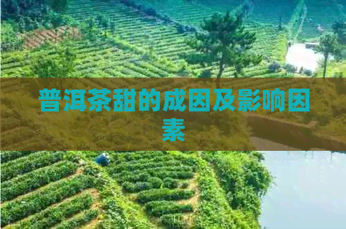 普洱茶甜的成因及影响因素