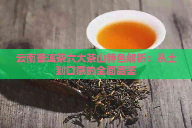 云南普洱茶六大茶山特色解析：从土到口感的全面品鉴