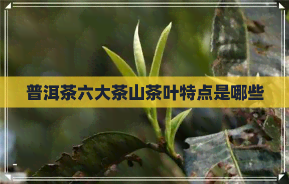 普洱茶六大茶山茶叶特点是哪些