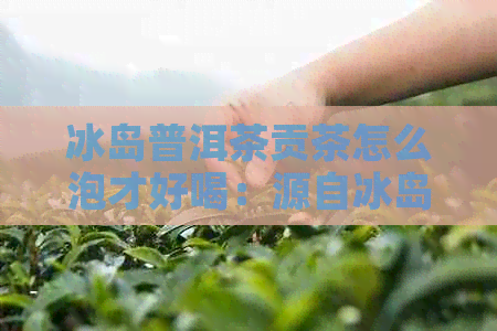 冰岛普洱茶贡茶怎么泡才好喝：源自冰岛，效果显著，冲泡方法关键。