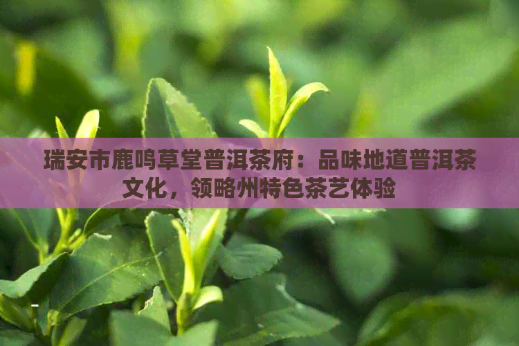 瑞安市鹿鸣草堂普洱茶府：品味地道普洱茶文化，领略州特色茶艺体验