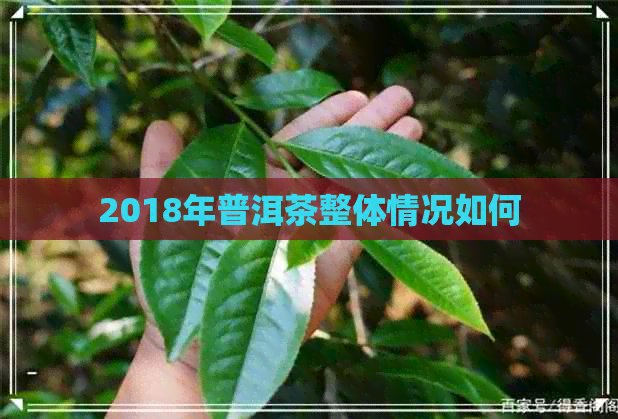 2018年普洱茶整体情况如何