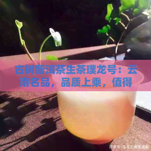 古树普洱茶生茶璞龙号：云南名品，品质上乘，值得品味。