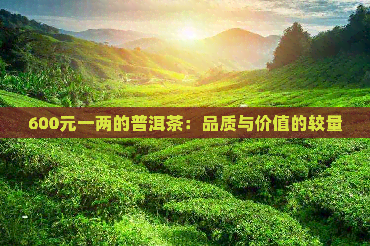 600元一两的普洱茶：品质与价值的较量