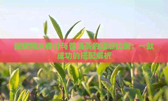 探索糯米香叶与普洱茶的理想比例：一款成功的搭配解析