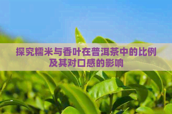 探究糯米与香叶在普洱茶中的比例及其对口感的影响