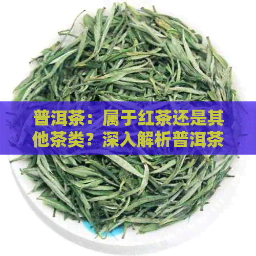 普洱茶：属于红茶还是其他茶类？深入解析普洱茶的分类和特点