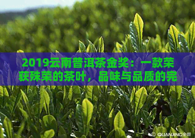 2019云南普洱茶金奖：一款荣获殊荣的茶叶，品味与品质的完美结合