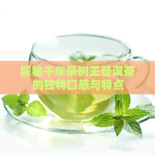 探秘千年茶树王普洱茶的独特口感与特点