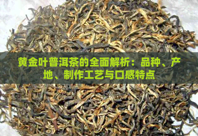 黄金叶普洱茶的全面解析：品种、产地、制作工艺与口感特点