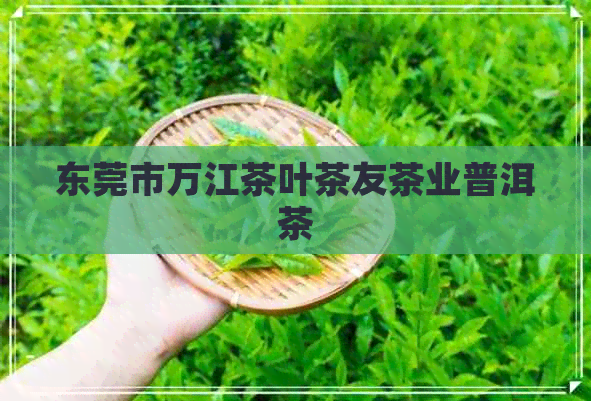 东莞市万江茶叶茶友茶业普洱茶