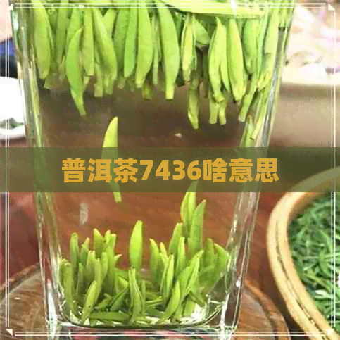 普洱茶7436啥意思