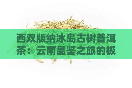 西双版纳冰岛古树普洱茶：云南品鉴之旅的极体验