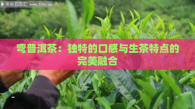 弯普洱茶：独特的口感与生茶特点的完美融合