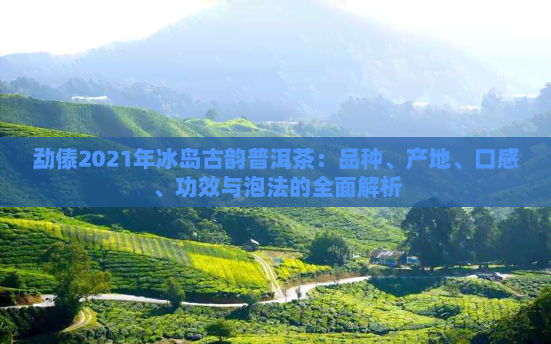 勐傣2021年冰岛古韵普洱茶：品种、产地、口感、功效与泡法的全面解析