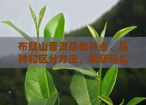 布朗山普洱茶的特点、品种和区分方法，助您轻松挑选优质茶叶