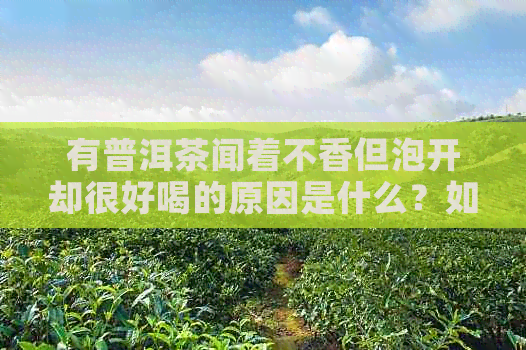 有普洱茶闻着不香但泡开却很好喝的原因是什么？如何解决这个问题？