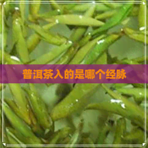 普洱茶入的是哪个经脉