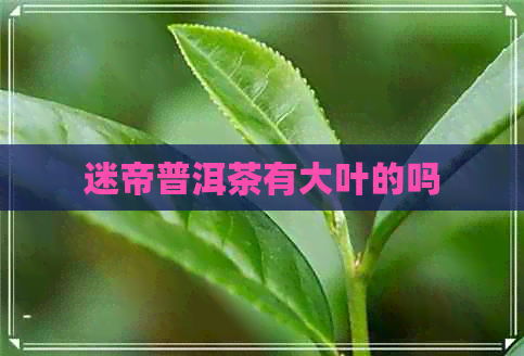 迷帝普洱茶有大叶的吗