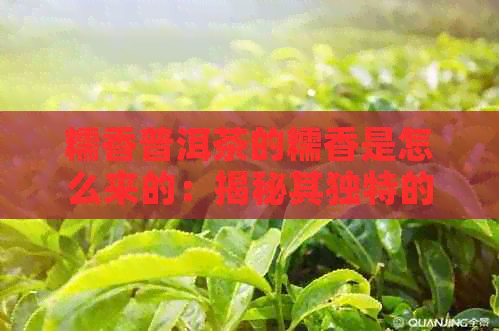 糯香普洱茶的糯香是怎么来的：揭秘其独特的香气来源与形成过程