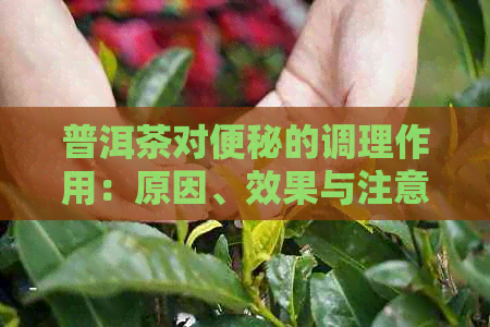 普洱茶对便秘的调理作用：原因、效果与注意事项全面解析