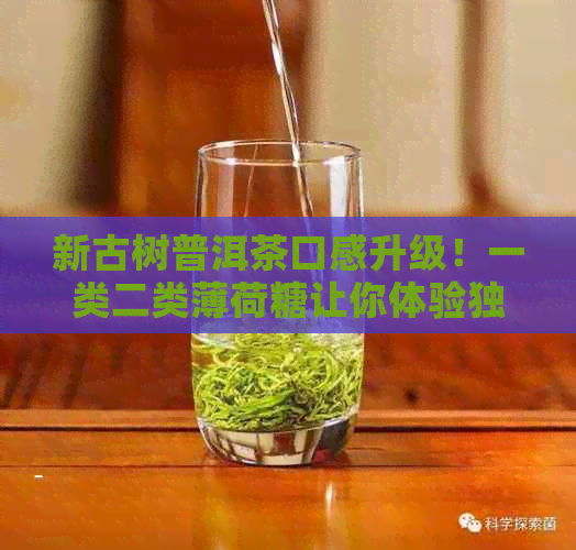 新古树普洱茶口感升级！一类二类薄荷糖让你体验独特风味