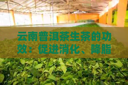 云南普洱茶生茶的功效：促进消化、降脂减肥、抗氧化