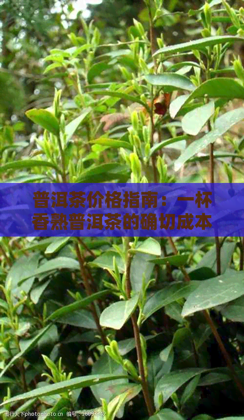 普洱茶价格指南：一杯香熟普洱茶的确切成本以及购买建议