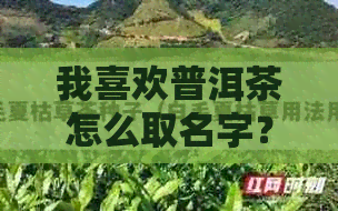 我喜欢普洱茶怎么取名字？好听的英文命名建议