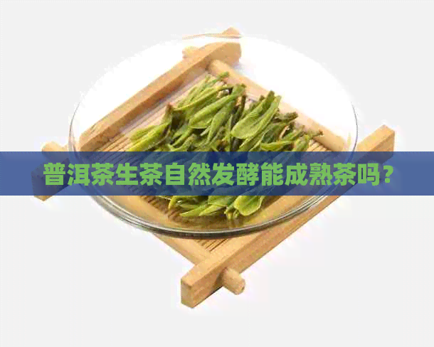 普洱茶生茶自然发酵能成熟茶吗？